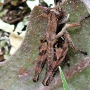 Brachyexarna lobipennis at Urila, NSW - 12 Dec 2021