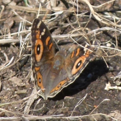 Junonia villida (Meadow Argus) at Bicentennial Park - 11 Dec 2021 by Paul4K