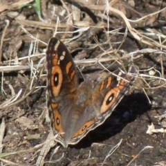 Junonia villida at Queanbeyan West, NSW - 12 Dec 2021 08:23 AM