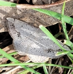 Taxeotis intextata (Looper Moth, Grey Taxeotis) at Urila, NSW - 12 Dec 2021 by trevorpreston