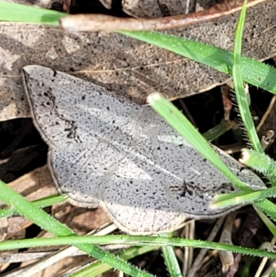 Taxeotis intextata (Looper Moth, Grey Taxeotis) at Urila, NSW - 12 Dec 2021 by tpreston