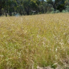 Themeda triandra (Kangaroo Grass) at Bicentennial Park - 12 Dec 2021 by Paul4K