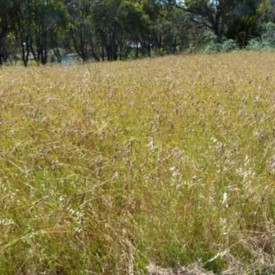 Themeda triandra (Kangaroo Grass) at Bicentennial Park - 11 Dec 2021 by Paul4K