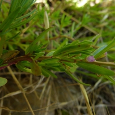 Lythrum hyssopifolia (Small Loosestrife) at Bicentennial Park - 11 Dec 2021 by Paul4K