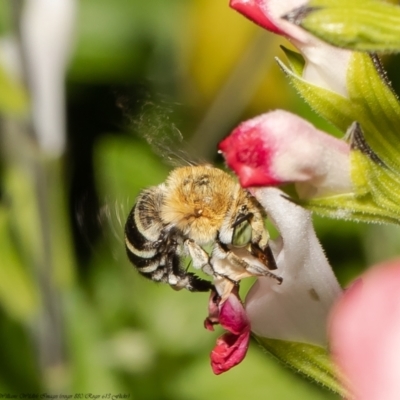 Amegilla (Zonamegilla) asserta (Blue Banded Bee) at Macgregor, ACT - 12 Dec 2021 by Roger