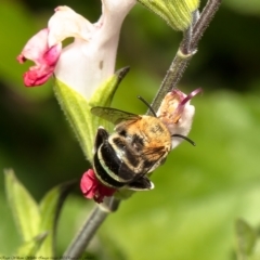 Amegilla (Zonamegilla) asserta at Macgregor, ACT - suppressed