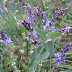 Lasioglossum (Chilalictus) sp. (genus & subgenus) (Halictid bee) at Holder, ACT - 12 Dec 2021 by Miranda