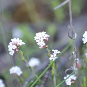 Leucopogon virgatus at Wamboin, NSW - 20 Sep 2021