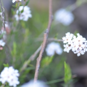 Leucopogon virgatus at Wamboin, NSW - 20 Sep 2021