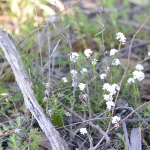 Leucopogon virgatus at Wamboin, NSW - 20 Sep 2021