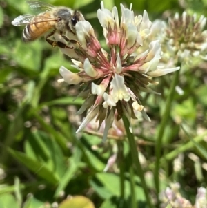 Apis mellifera at Holder, ACT - 12 Dec 2021