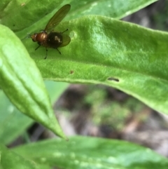 Rhagadolyra magnicornis (Lauxaniid fly) at Tallaganda State Forest - 5 Dec 2021 by Tapirlord