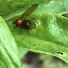 Rhagadolyra magnicornis at Rossi, NSW - 5 Dec 2021