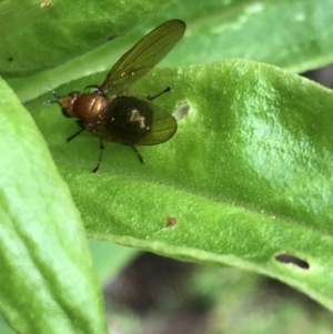 Rhagadolyra magnicornis at Rossi, NSW - 5 Dec 2021