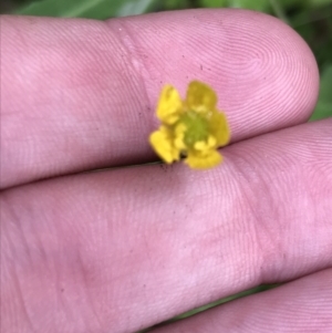 Ranunculus scapiger at Rossi, NSW - 5 Dec 2021