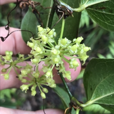 Smilax australis (Barbed-Wire Vine) at Rossi, NSW - 4 Dec 2021 by Tapirlord