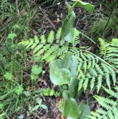 Smilax australis at Rossi, NSW - 5 Dec 2021