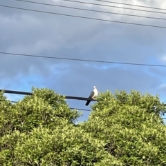 Columba leucomela (White-headed Pigeon) at Hackett, ACT - 12 Dec 2021 by cmobbs