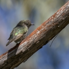 Chrysococcyx lucidus (Shining Bronze-Cuckoo) at Dalton, NSW - 11 Dec 2021 by trevsci