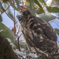 Tachyspiza fasciata (Brown Goshawk) at Lerida, NSW - 12 Dec 2021 by trevsci