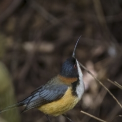 Acanthorhynchus tenuirostris (Eastern Spinebill) at Lerida, NSW - 12 Dec 2021 by trevsci