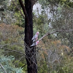 Eolophus roseicapilla at Murrumbateman, NSW - 12 Dec 2021 06:56 PM