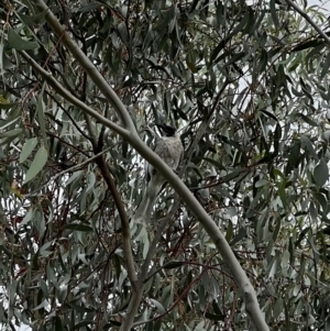 Philemon corniculatus at Murrumbateman, NSW - 12 Dec 2021 05:26 PM