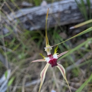 Caladenia atrovespa at Aranda, ACT - suppressed