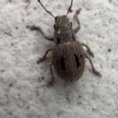 Eurymetopus birabeni (Weevil) at Jerrabomberra, NSW - 12 Dec 2021 by Steve_Bok