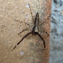 Helpis minitabunda (Threatening jumping spider) at Jerrabomberra, NSW - 12 Dec 2021 by SteveBorkowskis