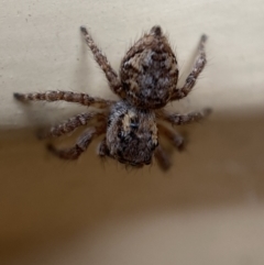 Unidentified Jumping or peacock spider (Salticidae) at Jerrabomberra, NSW - 12 Dec 2021 by SteveBorkowskis