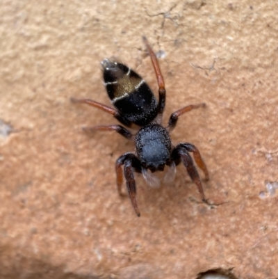 Apricia jovialis (Jovial jumping spider) at Jerrabomberra, NSW - 12 Dec 2021 by SteveBorkowskis