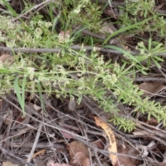 Galium aparine (Goosegrass, Cleavers) at Cook, ACT - 5 Dec 2021 by drakes