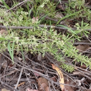 Galium aparine at Cook, ACT - 6 Dec 2021 08:29 AM