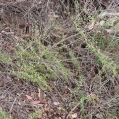 Galium aparine at Cook, ACT - 6 Dec 2021 08:29 AM