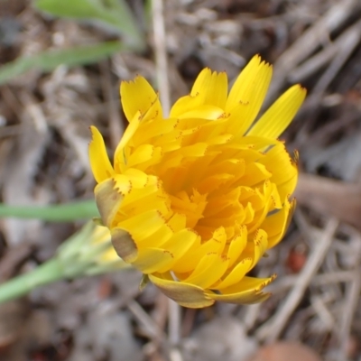 Hypochaeris radicata (Cat's Ear, Flatweed) at Cook, ACT - 6 Dec 2021 by drakes