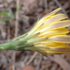 Hypochaeris radicata at Cook, ACT - 6 Dec 2021 08:29 AM