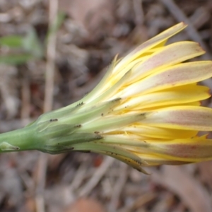 Hypochaeris radicata at Cook, ACT - 6 Dec 2021 08:29 AM