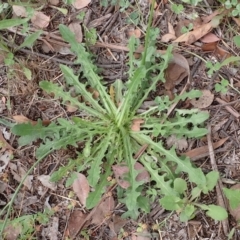 Hypochaeris radicata at Cook, ACT - 6 Dec 2021 08:29 AM