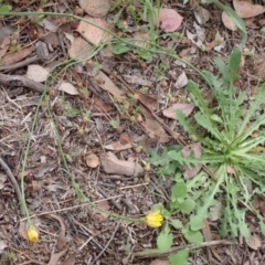 Hypochaeris radicata at Cook, ACT - 6 Dec 2021 08:29 AM