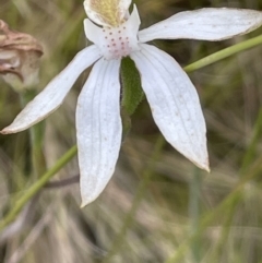 Caladenia moschata (Musky Caps) at Rendezvous Creek, ACT - 12 Dec 2021 by JaneR