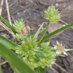 Cyperus eragrostis (Umbrella Sedge) at Aranda Bushland - 6 Dec 2021 by drakes