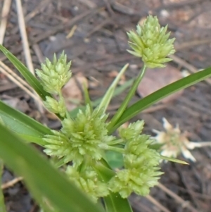 Cyperus eragrostis at Cook, ACT - 6 Dec 2021