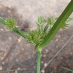 Cyperus eragrostis at Cook, ACT - 6 Dec 2021 08:34 AM