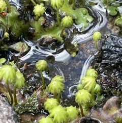 Marchantia sp. (genus) (A Liverwort) at Rendezvous Creek, ACT - 12 Dec 2021 by JaneR