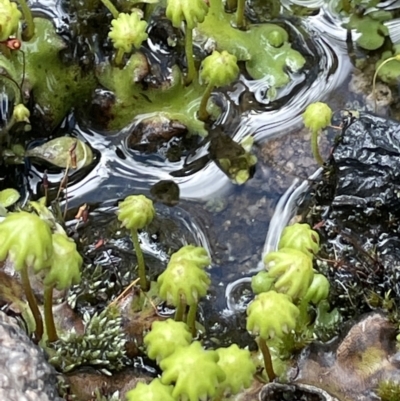 Marchantia sp. (genus) (A Liverwort) at Rendezvous Creek, ACT - 12 Dec 2021 by JaneR