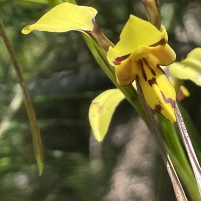 Diuris sulphurea (Tiger Orchid) at Rendezvous Creek, ACT - 12 Dec 2021 by JaneR