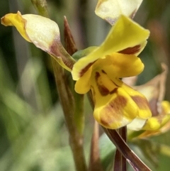 Diuris sulphurea (Tiger Orchid) at Rendezvous Creek, ACT - 12 Dec 2021 by JaneR