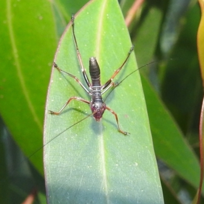 Tettigoniidae (family) (Unidentified katydid) at Kambah, ACT - 11 Dec 2021 by HelenCross