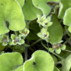 Dichondra repens at Rendezvous Creek, ACT - 12 Dec 2021 03:51 PM